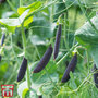 Pea 'Purple Magnolia' (Sugarsnap) - Seeds