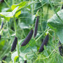 Pea 'Purple Magnolia' (Sugarsnap) - Seeds