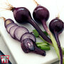 Spring Onion 'Purplette' - Seeds