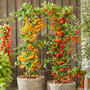 Pyracantha coccinea 'Star' Duo