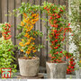 Pyracantha coccinea 'Star' Duo