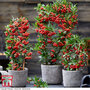 Pyracantha coccinea 'Red Star'