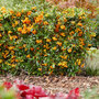 Pyracantha coccinea 'Sunny Star'