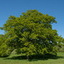 Truffle Tree - Oak