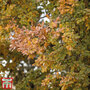 Truffle Tree - Oak