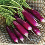 Radish 'Felicia' - Seeds