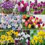 101 Spring Rainbow Bulb Collection