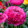 Ranunculus 'Pink'