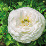 Ranunculus 'White'