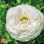 Ranunculus 'White'