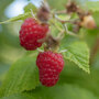 Raspberry 'Cascade Delight' (Summer fruiting)