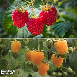 Raspberry Duo (Autumn Fruiting)