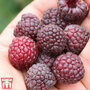 Raspberry 'Summer Lovers Garden Purple'
