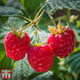 Raspberry 'Heritage' (Autumn fruiting)