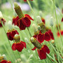 Ratibida columnifera f. pulcherrima 'Red Midget' - Seeds