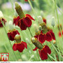 Ratibida columnifera f. pulcherrima 'Red Midget' - Seeds