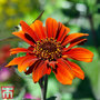 Heliopsis helianthoides 'Red Shades'