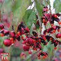 Euonymus europaeus 'Red Cascade'