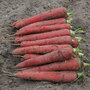 Carrot 'Red Sun' F1 Hybrid (Maincrop) - Seeds