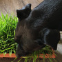 Barley-grass & wheatgrass seed mix