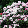 Rhododendron 'Silberwolke'