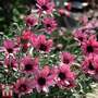 Rhodanthemum gayanum 'Pretty in Pink'