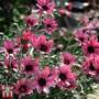 Rhodanthemum gayanum 'Pretty in Pink'