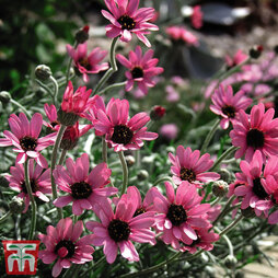 Rhodanthemum gayanum 'Pretty in Pink'