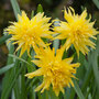 Narcissus 'Rip Van Winkle'