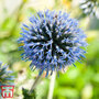 Echinops ritro