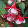 Fuchsia 'Skyrocket' (Hardy)