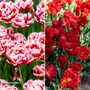 Tulip Romance Collection