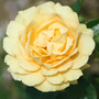 Rose 'Absolutely Fabulous' (Floribunda Rose)