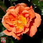 Rose 'Bridge of Sighs' (Climbing Rose)