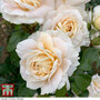 Rose 'Champagne Moment' (Floribunda Rose)