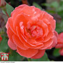 Rose 'Happy Anniversary' (Floribunda Rose)