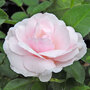 Rose 'Many Happy Returns' (Floribunda Rose)