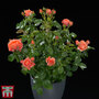 Rose Incredible™ 'Juicy' (Shrub Rose)