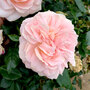 Rose 'Joie de Vivre' (Floribunda Rose)