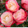 Rose 'Nostalgia' (Hybrid Tea Rose)