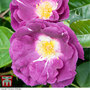 Rose 'Rhapsody in Blue' (Floribunda Rose)