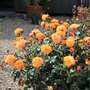 Rose 'Precious Amber' (Floribunda Rose)