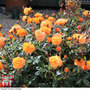 Rose 'Precious Amber' (Floribunda Rose)