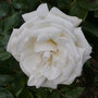 Rose 'Silver Anniversary' (Hybrid Tea Rose)