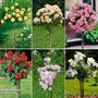 Nurseryman's Choice Rose Standard