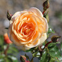 Rose 'Sweet Honey' (Floribunda Rose)