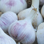 Garlic 'Rose Wight' (Autumn Planting)