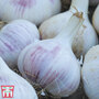 Garlic 'Rose Wight' (Autumn Planting)