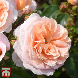 Rose 'It's A Wonderful Life' (Floribunda Rose)