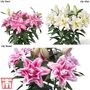 Lily 'Roselily' Collection